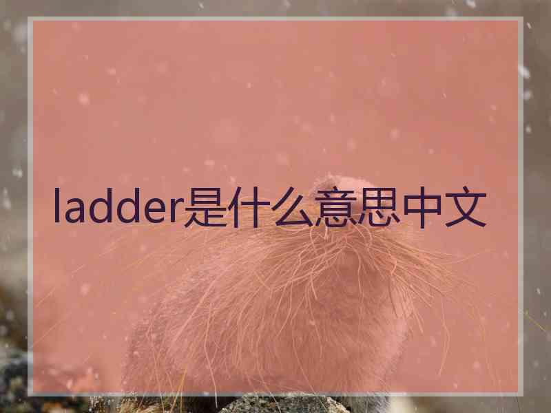 ladder是什么意思中文